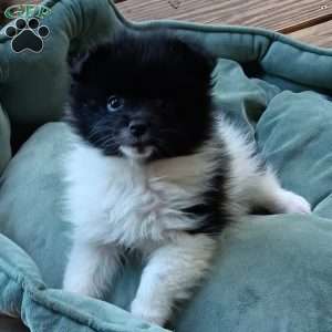 Cookies n Cream, Pomeranian Puppy